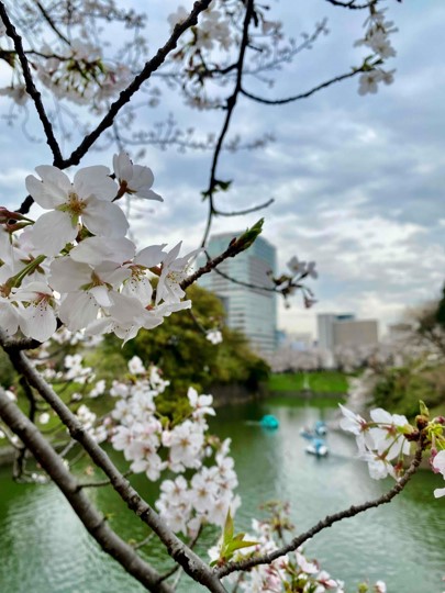 240404 桜の季節　大和魂 