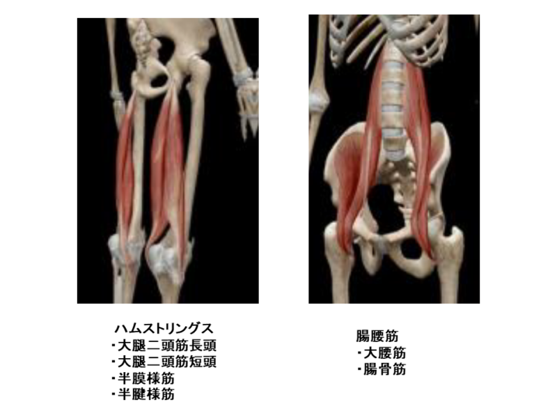 ハムストリングスと腸腰筋