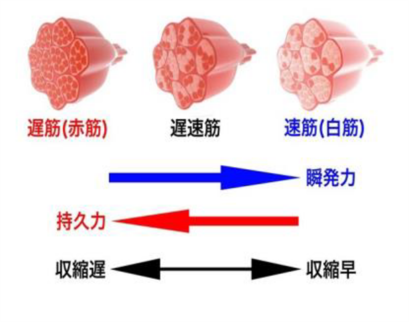 図：速筋と遅筋の違い