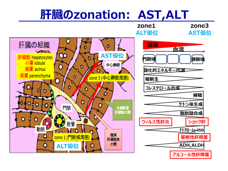 図：肝臓zonation